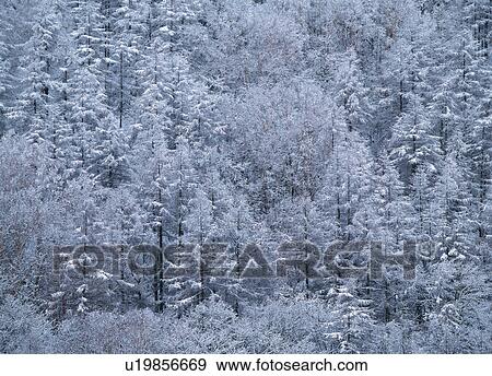 Stock Photo - Snow covered forest. Fotosearch