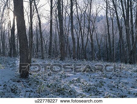 Snow covered forest View Large Photo Image Stock Photo - Snow covered forest. Fotosearch