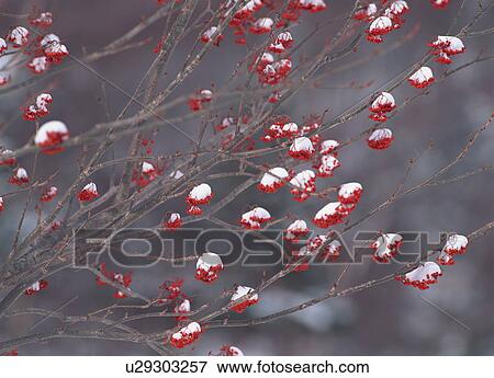 Snow covered rowanberry, close-up View Large Photo Image Stock Photo - Snow covered rowanberry, close-up. Fotosearch