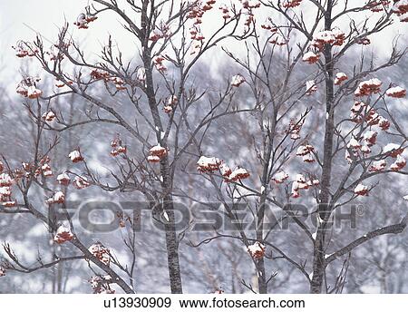 Snow covered tree View Large Photo Image Stock Photo - Snow covered tree. Fotosearch