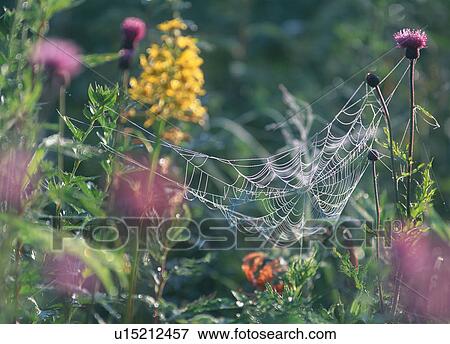 Spider web between plants View Large Photo Image Stock Photo - Spider web between plants. Fotosearch