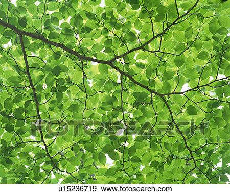 Tree canopy View Large Photo Image Stock Photo - Tree canopy. Fotosearch