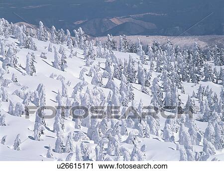 Tree covered by snow View Large Photo Image Stock Image - Tree covered by snow. Fotosearch