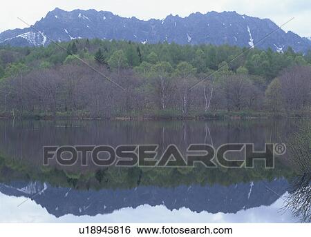 Stock Photograph - Trees reflected on surface of pond. Fotosearch