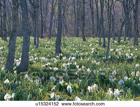White flowers in forest View Large Photo Image Stock Image - White flowers in forest. Fotosearch