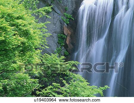 Yasunotaki Fall, Akita, Japan View Large Photo Image Picture - Yasunotaki Fall, Akita, Japan. Fotosearch