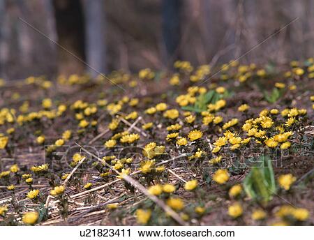 Stock Image - Yellow flowers on ground. Fotosearch