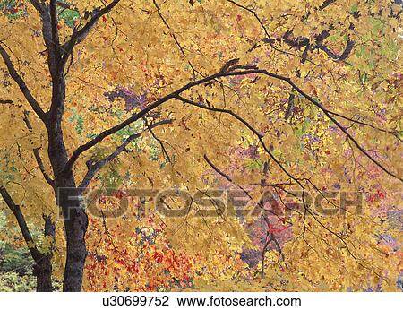 Yellow leaves View Large Photo Image Stock Image - Yellow leaves. Fotosearch