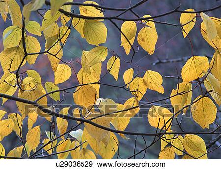 Yellow leaves View Large Photo Image Stock Photo - Yellow leaves. Fotosearch