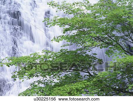 Yutaki Waterfall, Nikko, Tochigi, Japan View Large Photo Image Stock Photograph - Yutaki Waterfall, Nikko, Tochigi, Japan. Fotosearch