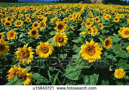 A field of sunflowers View Large Photo Image Stock Image - A field of sunflowers. Fotosearch