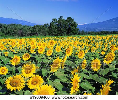 A field of sunflowers View Large Photo Image Stock Photograph - A field of sunflowers . Fotosearch