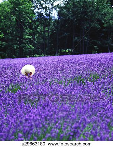 A hat in lavender field View Large Photo Image Stock Image - A hat in lavender field. Fotosearch