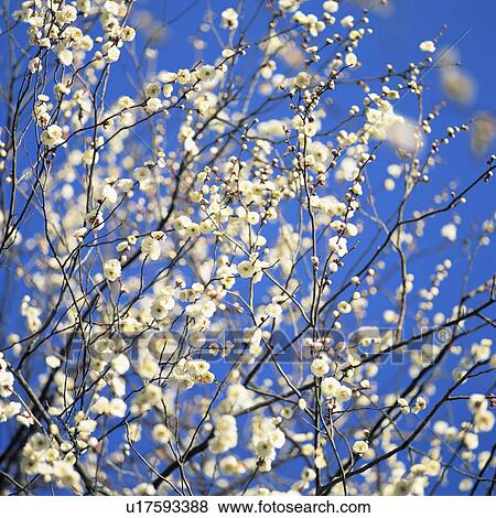 Stock Photo - A Japanese plum tree. Fotosearch