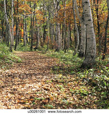 Stock Image - A path covered by dry leaves. Fotosearch