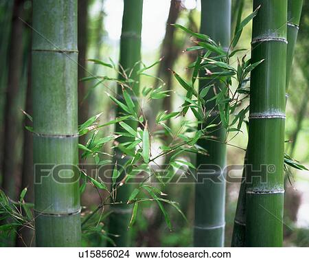 Picture - Bamboo trunks. Fotosearch