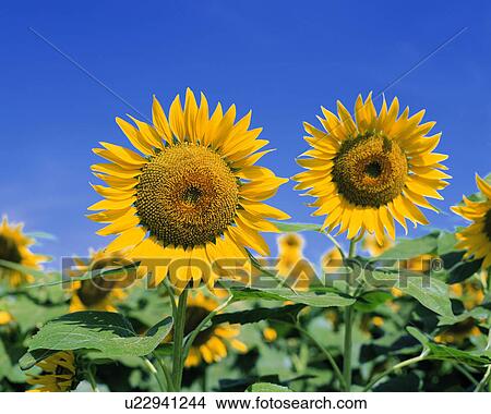 Beautiful yellow sunflowers on a sunny day View Large Photo Image Picture - Beautiful yellow sunflowers on a sunny day. Fotosearch