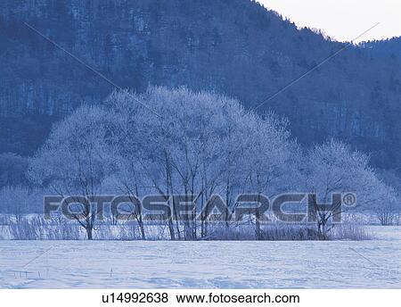 Stock Photo - Birches in snowy region. Fotosearch