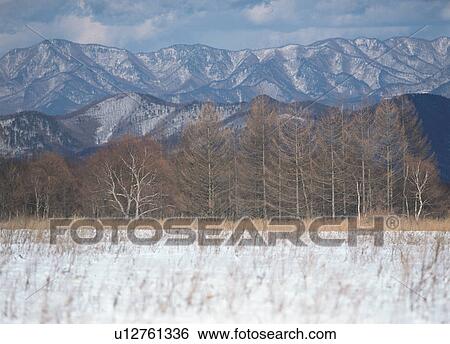 Birches with mountains in background View Large Photo Image Stock Photograph - Birches with mountains in background. Fotosearch