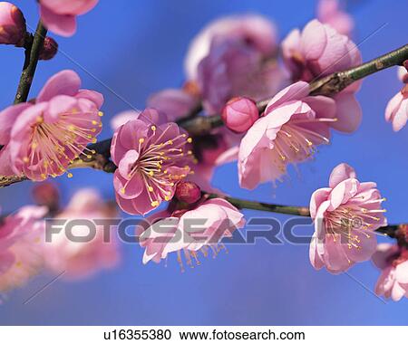 Stock Image - Cherry Blossoms, close-up. Fotosearch