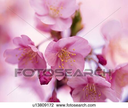 Cherry Blossoms View Large Photo Image Stock Image - Cherry Blossoms. Fotosearch