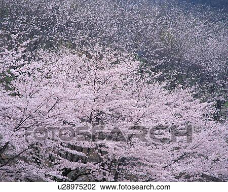 Stock Image - Cherry Blossoms. Fotosearch