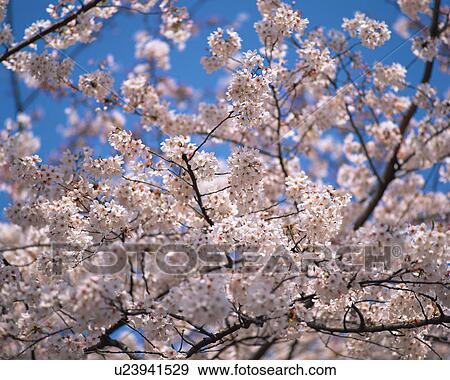 Stock Photo - Cherry Blossoms. Fotosearch