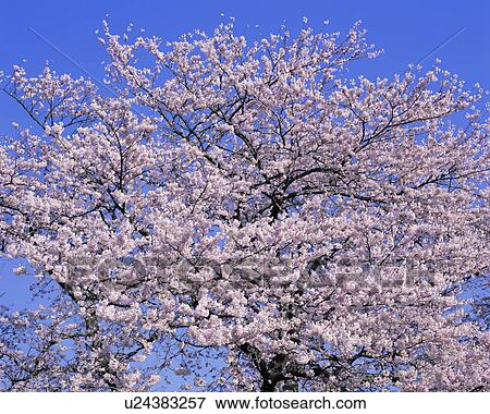 Stock Photo - Cherry Blossoms. Fotosearch