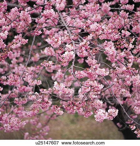 Cherry Blossoms View Large Photo Image Stock Photo - Cherry Blossoms. Fotosearch