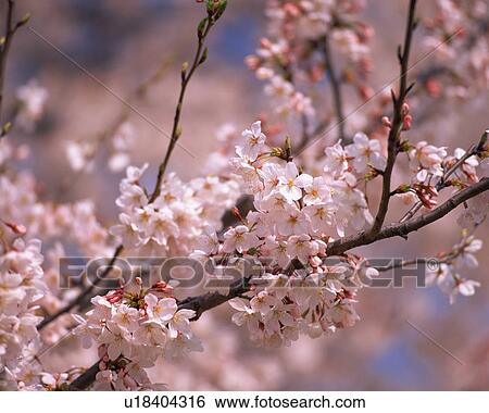 Stock Photograph - Cherry Blossoms. Fotosearch