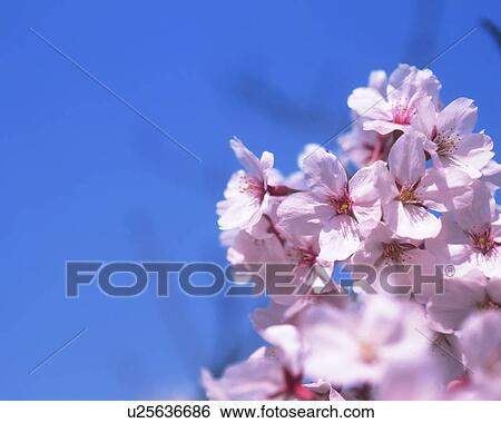 Cherry Blossoms View Large Photo Image Stock Photograph - Cherry Blossoms. Fotosearch