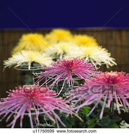 Stock Photo - Chrysanthemum flowers. Fotosearch