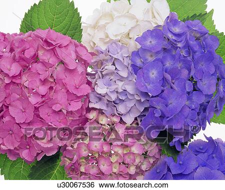 Close-up of colorful Hydrangea flowers View Large Photo Image Stock Photograph - Close-up of colorful Hydrangea flowers. Fotosearch