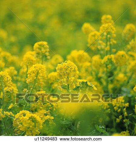 Stock Image - Close up of field mustards. Fotosearch