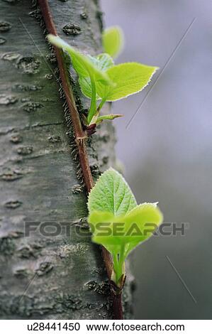 Stock Image - Close up of green leaves on tree trunk. Fotosearch