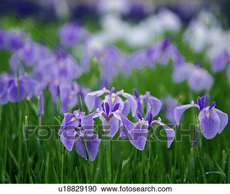 Close up of Iris flowers in field View Large Photo Image Stock Image - Close up of Iris flowers in field. Fotosearch