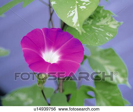Stock Photograph - Close up of morning glory. Fotosearch