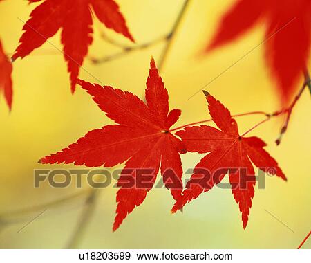 Stock Photo - Close up vivid red maple leaves. Fotosearch
