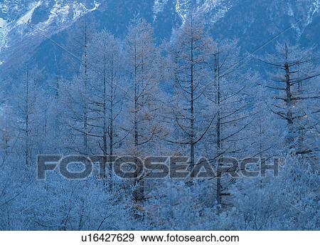Coniferous trees against mountains View Large Photo Image Stock Photo - Coniferous trees against mountains. Fotosearch