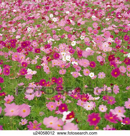 Cosmos flowers View Large Photo Image Stock Image - Cosmos flowers. Fotosearch