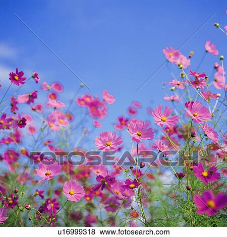 Cosmos flowers View Large Photo Image Stock Photo - Cosmos flowers. Fotosearch