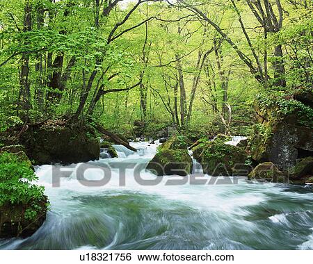 Stock Photograph - Forest Stream, Oirase, Japan. Fotosearch