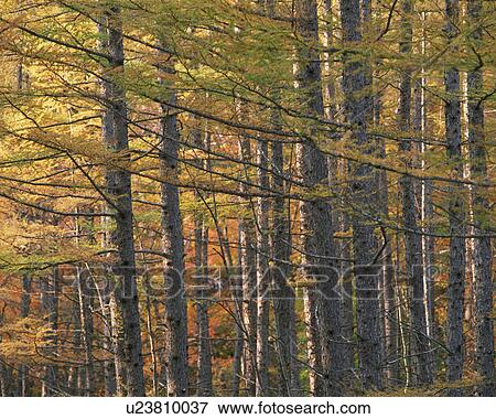Forest trees View Large Photo Image Stock Photo - Forest trees. Fotosearch