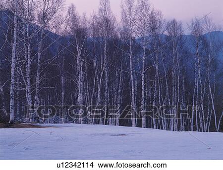 Front view of birches in snowy region View Large Photo Image Picture - Front view of birches in snowy region. Fotosearch