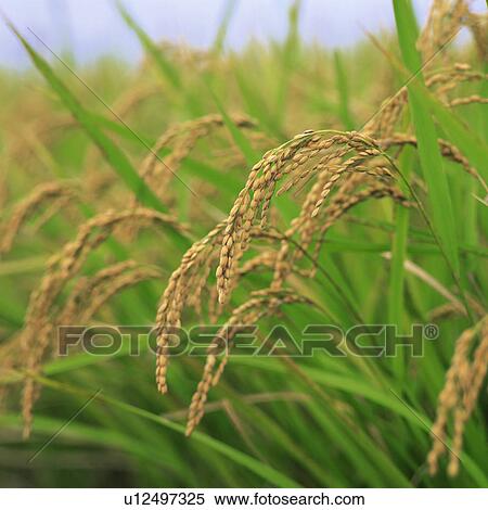 Stock Photography - Front view of ear of rice in paddy field. Fotosearch