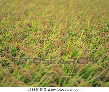 Front view of the ear of rice in the paddy field View Large Photo Image Stock Image - Front view of the ear of rice in the paddy field. Fotosearch