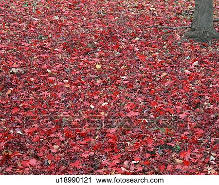 High angle view of scattered maple leaves View Large Photo Image Stock Image - High angle view of scattered maple leaves. Fotosearch
