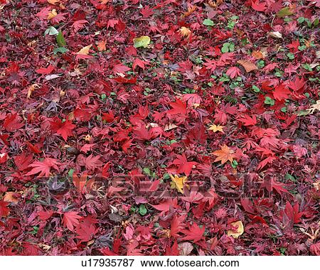 High angle view of scattered maple leaves View Large Photo Image Stock Photo - High angle view of scattered maple leaves. Fotosearch