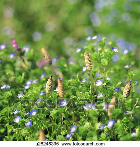 Stock Photograph - Horsetails and purple flowers. Fotosearch