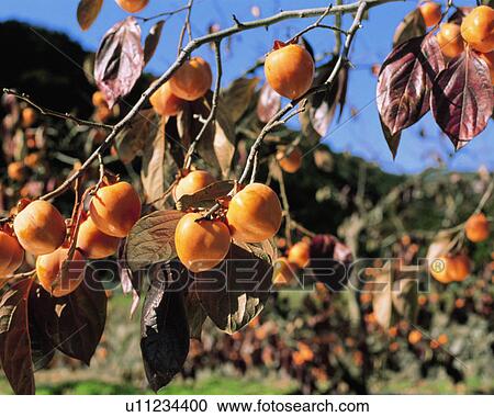 Japanese persimmon tree View Large Photo Image Stock Image - Japanese persimmon tree. Fotosearch